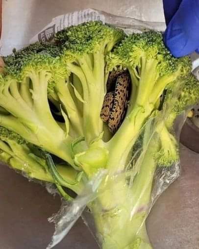 Horrified man finds a snake in a bag of broccoli he purchased from Aldi…