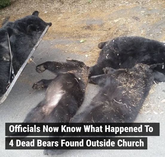 It took weeks but police finally figured out what caused the mysterious deaths of these four bears.