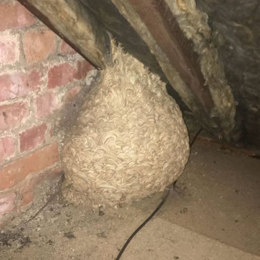 Man Thinks He Found “Hornets” Nest In Attic – Turns Pale When He Realizes What’s Inside 😱