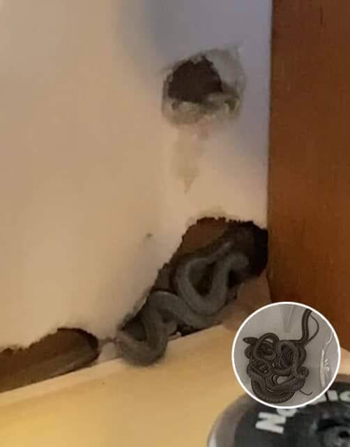 Mom of 2 Amber Hall was delighted to move into her first home. But while she was unpacking, her dog began to behave strangely. That’s when Amber took a closer look at the wall, and what she found makes my blood run cold 😲😲