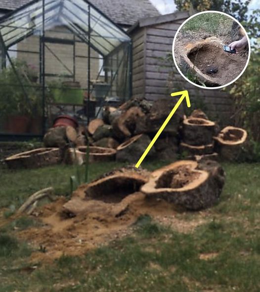 Woman Decides To Cut Down Dead Apple Tree, What She Finds Inside Brings Her Police Protection