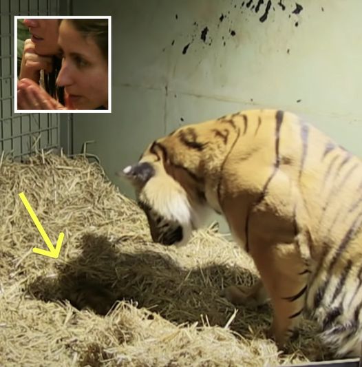 Tiger Mother Gives Birth To Lifeless Cub, Bystanders Left Stunned By Her Immediate Reaction