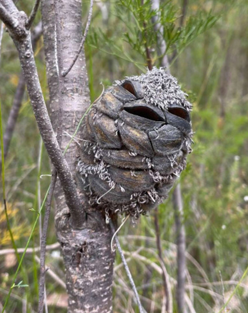 Woman Stops Dead In Her Tracks When She Spots A ‘Baby Bird’, Quickly Realizes The Truth