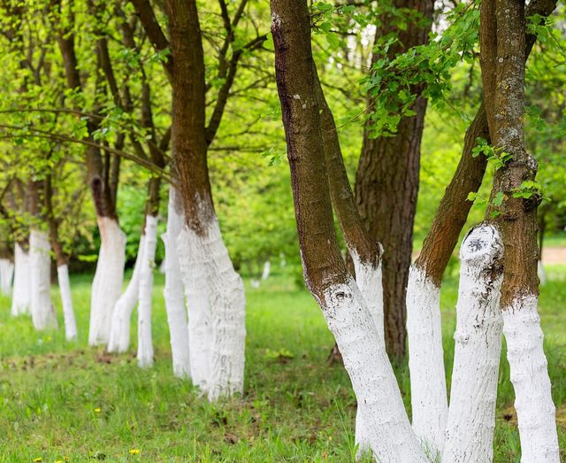 If You Spot A Tree Painted White, Here’s What It Means.