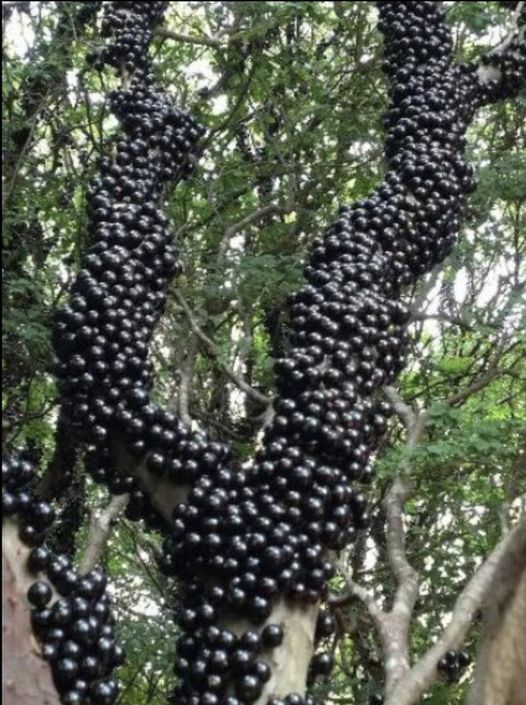 Rare Tree Turns Heads, People Stunned When They Realize What Grows On Its Trunk.