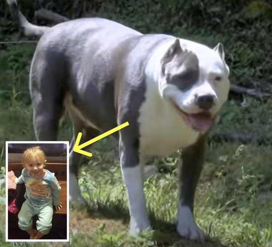 2-Year-Old Goes Missing For Days, Man Opens Door And Realizes Pit Bull Had The Little Girl.