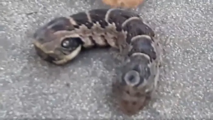 Woman Screams When She Spots ‘Two-Headed Snake’ In Back Garden, Stunned When She Realizes What It Really Is