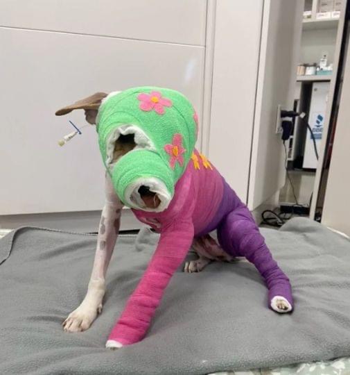 Dog Cruelly Set On Fire With Gasoline But Here’s How She Looks After Year Of Recovery.