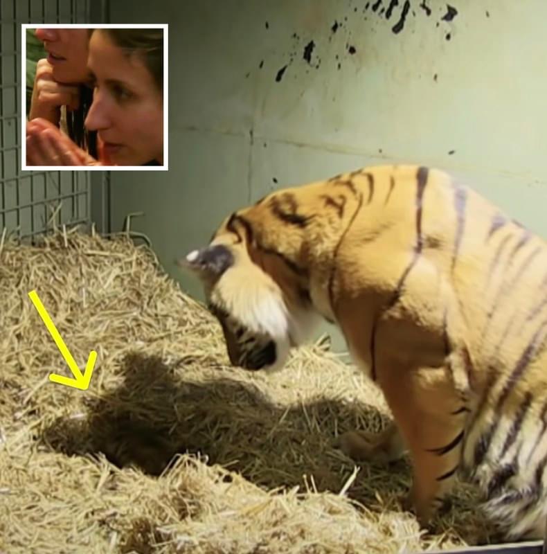 Tiger Mother Gives Birth To Lifeless Cub, Bystanders Left Stunned By Her Immediate Reaction.