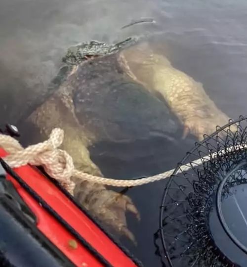 River Creature With Enormous Claws Freaks Out Mississppi Kayakers.