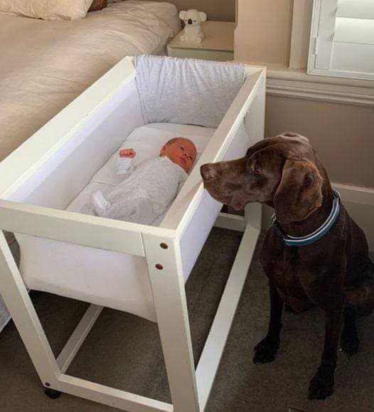 They caught their newly adopted stray dog biting from their newborn baby’s crib in the middle of the night. When they looked more closely at the baby and saw what the dog did, they began to cry.