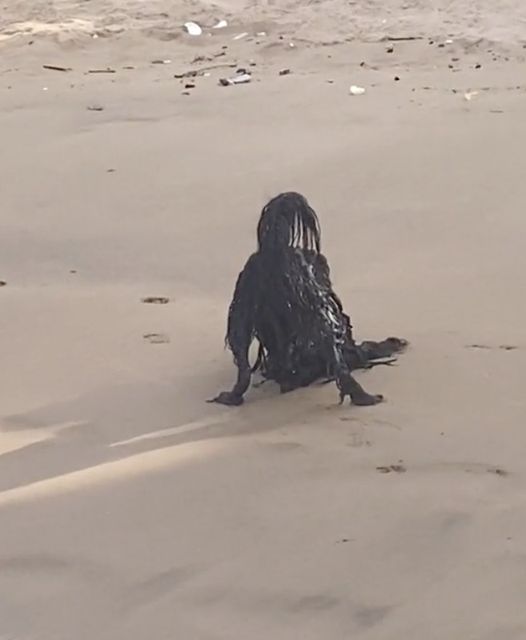 Woman Sees ‘Paranormal’ Creature On The Beach, Surprised When She Discovers The Truth.