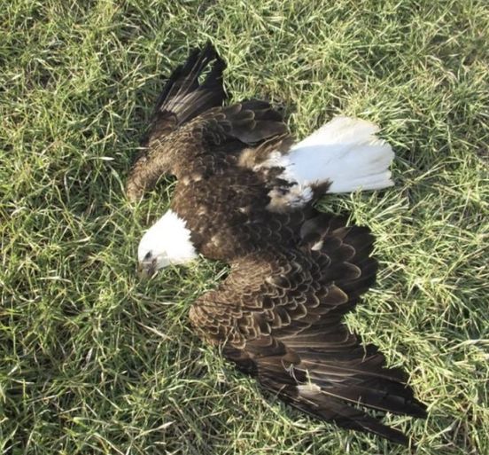 13 Bald Eagles Discovered Dead In Field, Authorities Determine Cause Of Death.