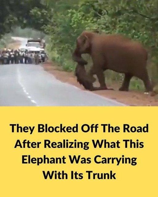 They Blocked Off The Road After Realizing What This Elephant Was Carrying With Its Trunk.