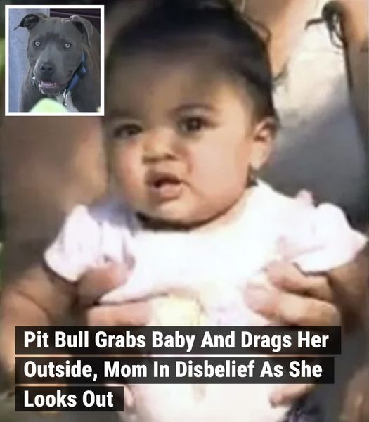 This mother woke up to her dog going nuts in the backyard, so she walked through the kitchen and let the dog in the house. Right away, the dog ran back to the baby’s room and began dragging the little girl towards the front door. The mom was horrified and went to go grab the girl before the dog hurt her — and that’s when she saw what was outside.