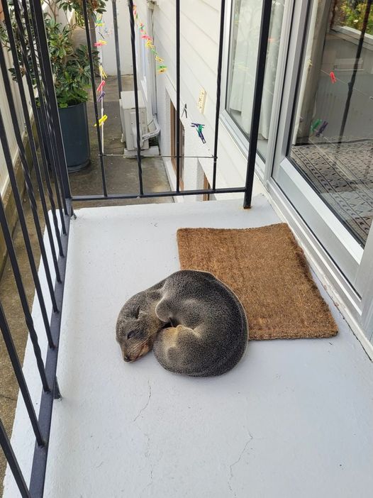 One family recently found an adorable, unexpected guest curled up on their front porch.