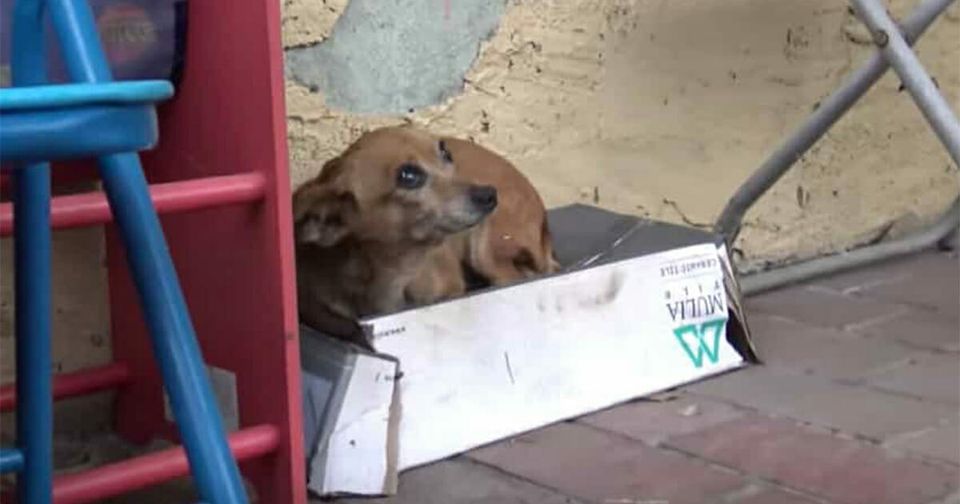 Abandoned puppy lives in shoebox – when animal heroes lift her up, they discover horrible truth..