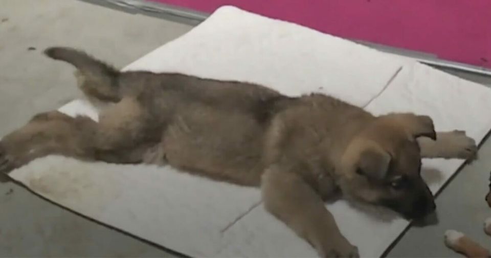 Vet gives puppy death sentence, reaches for needle – then boss takes look at her paws and shouts out..