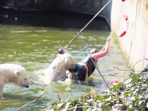 It’s even difficult to watch this video up to the end!🤯At the Berlin Zoo, a polar bear attacked a thirty-two-year-old lady who had jumped into its enclosure.