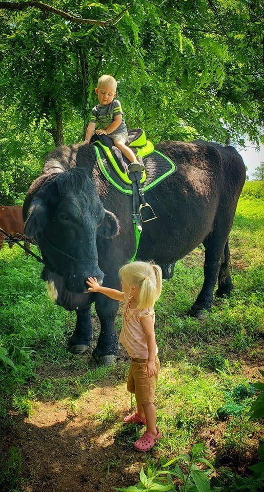 “I recently spent $6,500 on this registered Black Angus bull. I put him out with the herd but he just ate grass and wouldn’t even look at a cow. I was beginning to think I had paid more for that bull than he was worth.