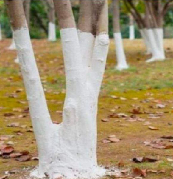 If you’re out and you spot a tree covered in white paint, you had better know what it means… I certainly didn’t