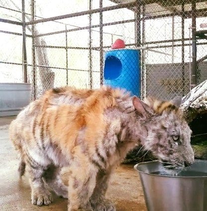 Neglected and abused tiger cub is finally rescued from cruel circus, try not to cry when you see her today.