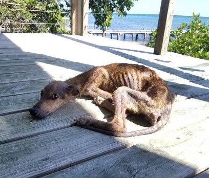 A starving dog is stranded on a deserted island, just days from death, but look who appears out of nowhere.