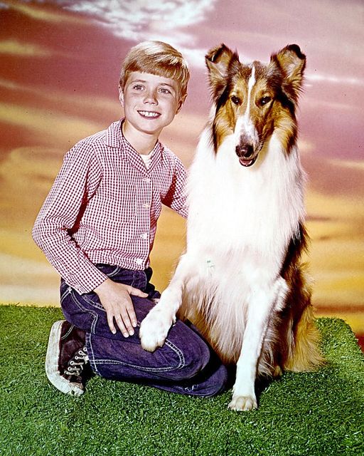 Oh my goodness, does anyone even remember this cutie pie? 😍☺️ He entertained us in the ’60s, playing an important role. 👏 Today, he is 74. Yes, SEVENTY-FOUR, and you would never recognize him now. 😱😳 The actor is barely seen now, so here’s your chance.