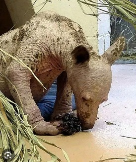 Young black bear with no fur found in dumpster – but just look at her transformation 1 year later.