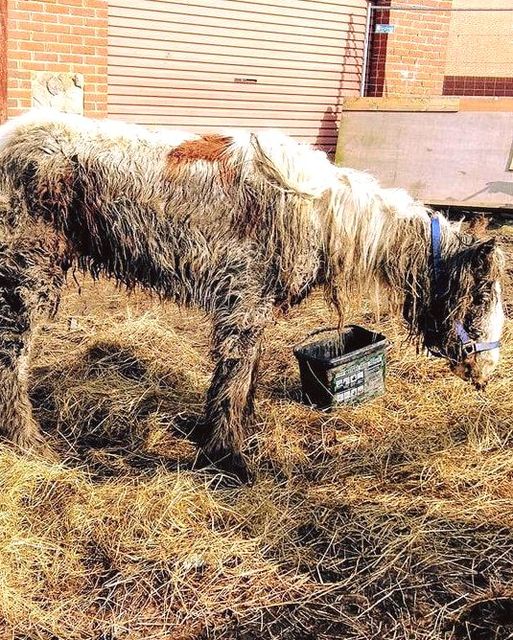 Starving horse is dumped and left to die, but brave volunteers does the only right thing.