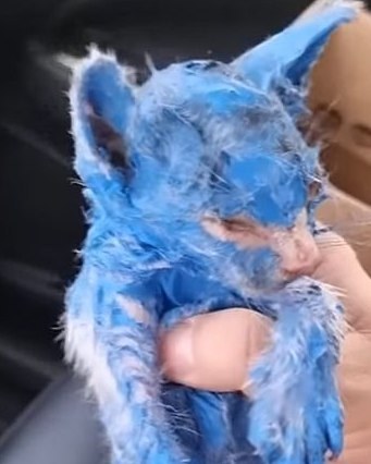 This poor kitten was dyed with toxic blue paint and thrown out in the rain — but rescuers helped her make a stunning transformation.