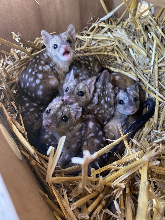 Gang finds unusually spotted creatures in a nest – takes a closer look and jaws drop when they realize what kind of animals.