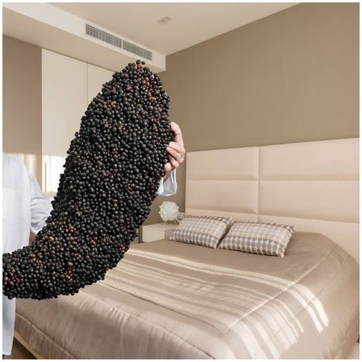 Put black pepper under the bed.