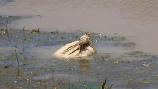 Kayakers find potato sack floating in river and hear a whimpering they cannot ignore.