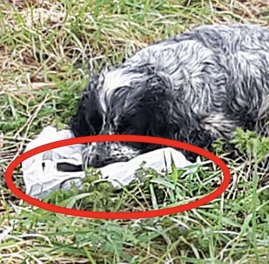 Bikers found an ABANDONED DOG holding a plastic BAG in his mouth. When they looked inside they were shocked and RAN immediately for help. Here’s what the dog PROTECTED: ->