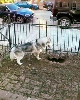 A husky kept digging a hole in the front yard. When his owner investigated, she realized what her dog was trying to tell her  and made a shocking discovery 😮❤️