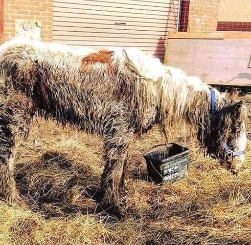 Starving horse is dumped and left to di:e, but brave volunteers does the only right thing 😭😲 Now look in the comments to see this majestic animal today 👇🏻❤️