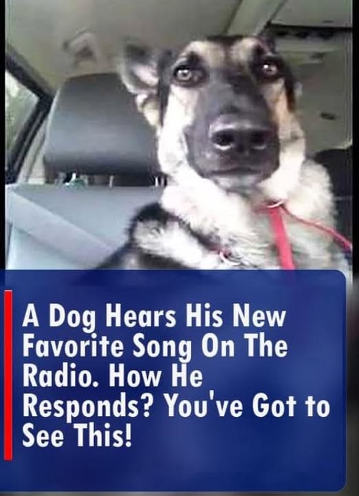 This dog hears his new favorite Song on The Radio. How he responds?  You’ve Got to See This!😍😱