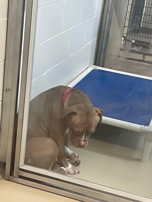 A heartbreaking viral photo shows a shelter pit bull “losing hope” after all his adoptions fell through 😢💔 But the shelter is still holding out hope that Rocky will find his perfect home. Read more about Rocky here:👇🏻