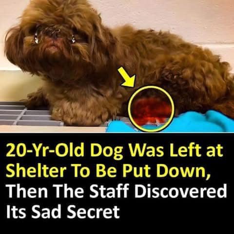 20-Yr-Old Dog Was Left at Shelter To Be Put Down, Then The Staff Discovered Its Sad Secret 😢 CHECK FIRST COMMENT 👇