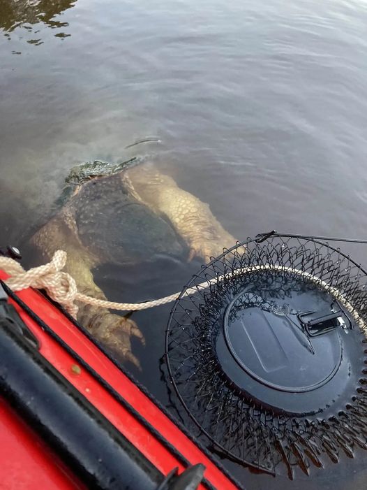 River creature with enormous ‘bear-like’ claws ‘freaks out’ kayakers 😱 Check comments 👇