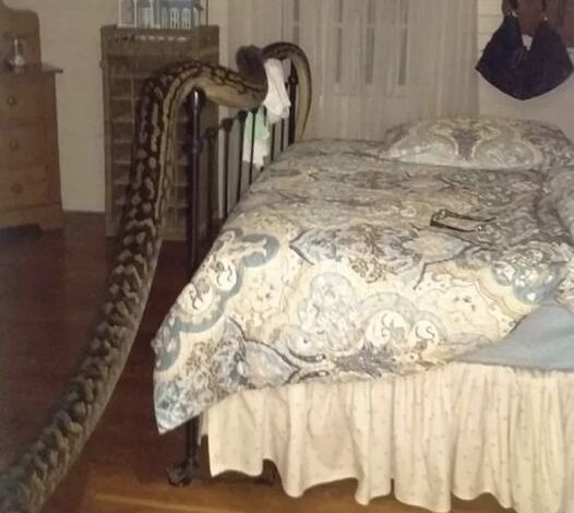 When She Woke Up She Got Surprise To See A 5 Metres Snake Aside Her Bed.. Where He Came From? You All Should Be Carefull At Home..😮 For More Check Comment Below