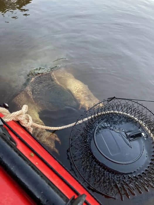 River creature with enormous ‘bear-like’ claws ‘freaks out’ kayakers 😱 Check comments ⬇️