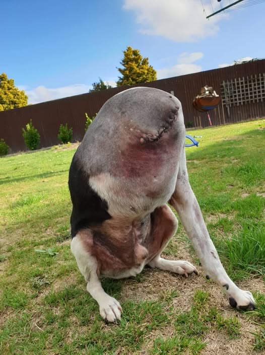 People Are Confused Over This Photo Of A ‘Headless’ Dog It’s not as sinister as you would first think… Check the comments 👇