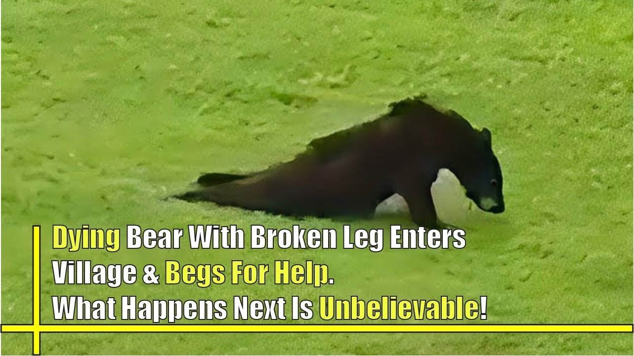 Dying Bear With Broken Leg Enters Village & Begs For Help. What Happens Next Is Unbelievable!🥹Check out the video in the first comment 👇