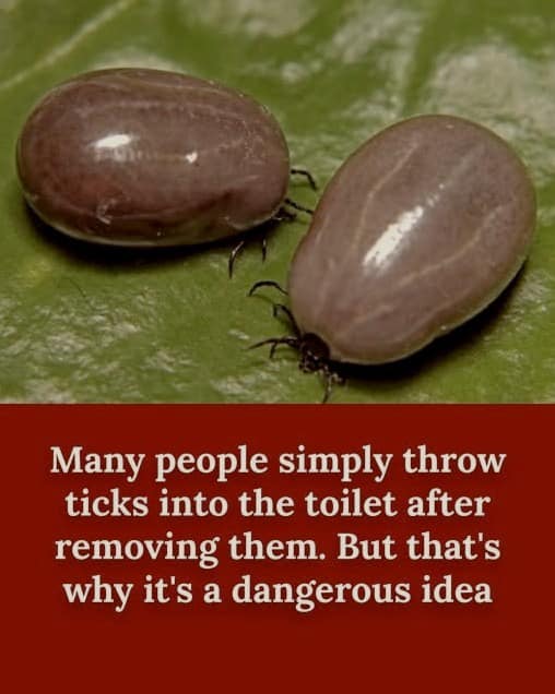 Many people discard ticks after removal in the toilet.