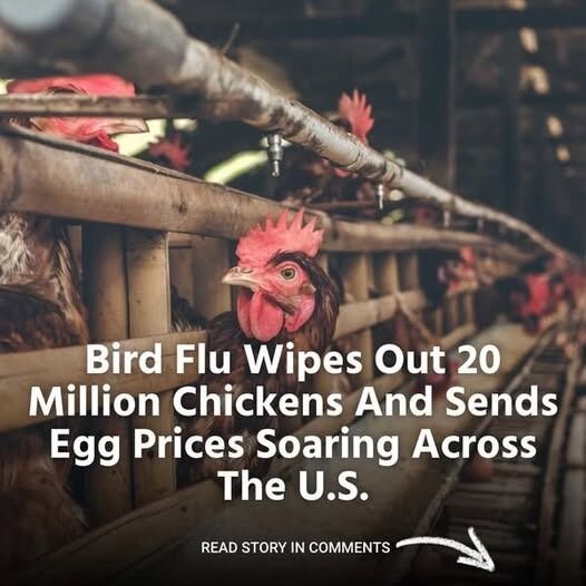 Bird flu just took out over 20 million chickens, and now egg prices are skyrocketing. Here’s what’s going on.👇