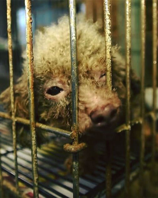 Poodle rescued from puppy mill in basement sees sunlight for the first time ever – and her reaction breaks my heart 💔 😢 (check comments for video)