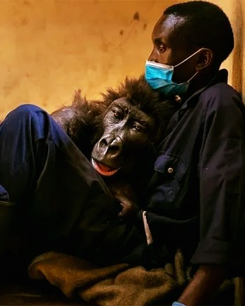 Gorilla spends her final moments hugging the man who saved her as a baby 🥹👇