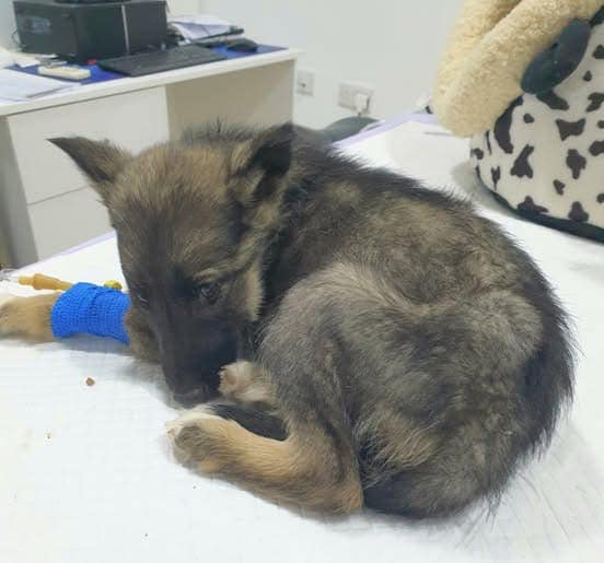 Vet gives puppy death sentence, reaches for needle – then boss takes look at her paws and shouts out… Check comments 💔